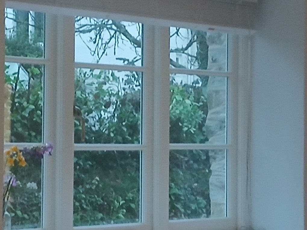 Tall white-framed window looking out onto garden planting